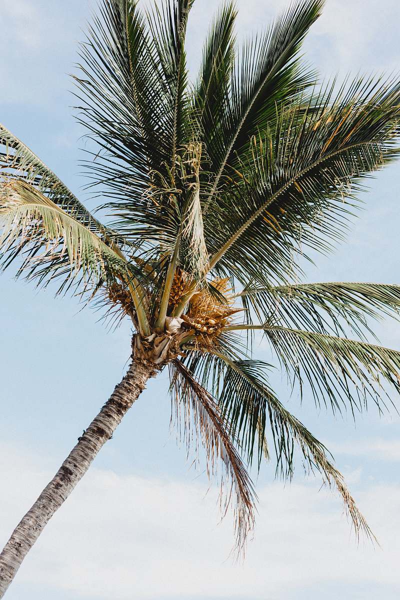 tree photo of coconut tree during daytime arecaceae